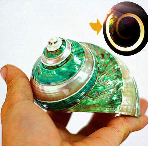 Conch and Shell Specimen